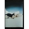 IN BED WITH MADONNA RARE POUR LA SORTIE PROMOTIONNELLE DU FILM 1991 16 PAGES